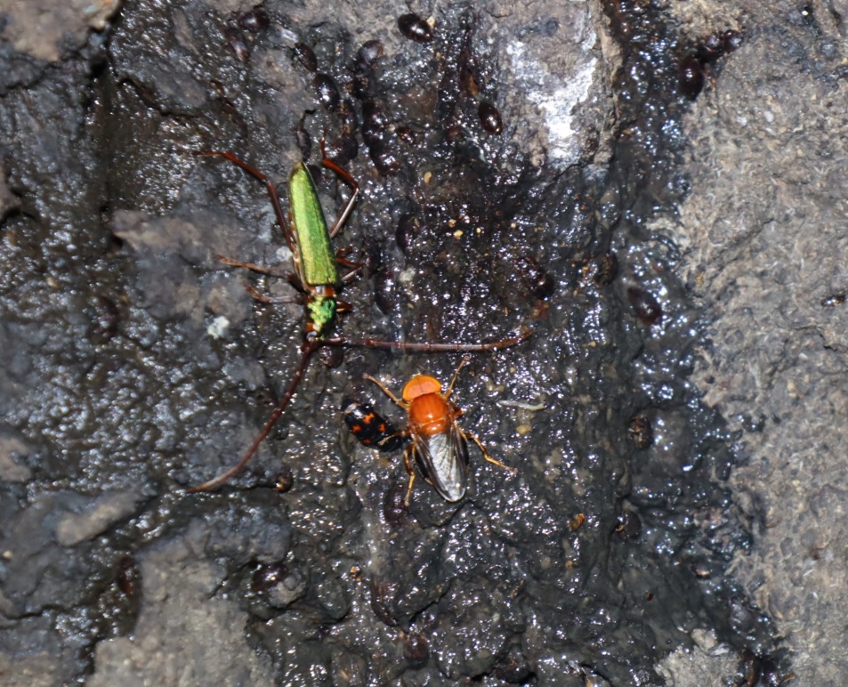 スズキベッコウハナアブ、アカアシオオアオカミキリ_No7のクヌギ_クワガタ達のオアシス_2023年7月10日19時20分 気温30.8度